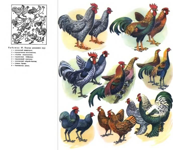 Породи домашніх кур